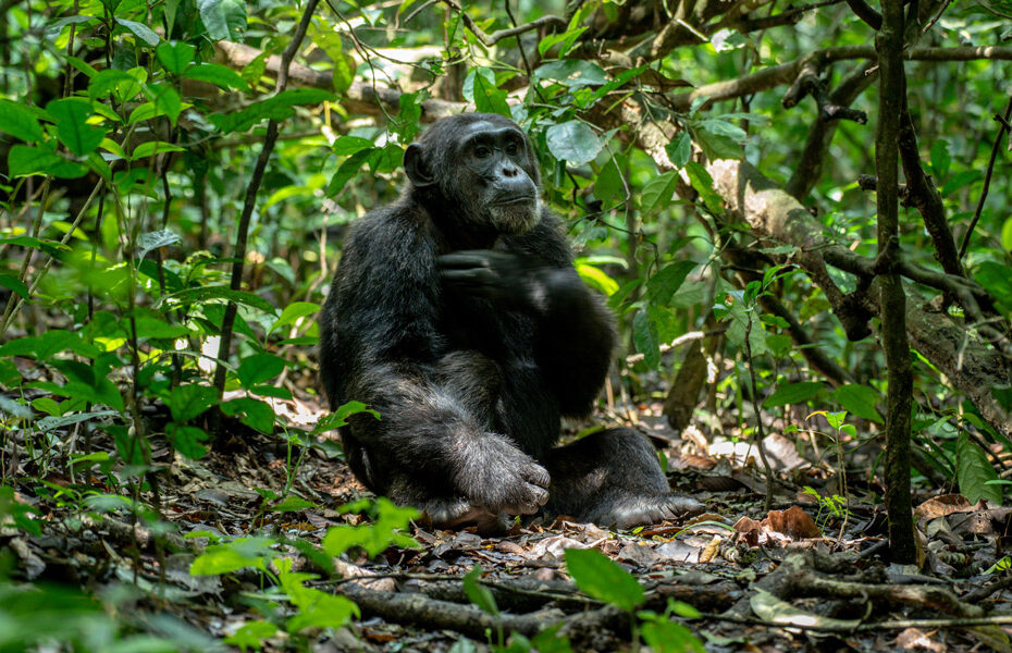 Guide to chimpanzee trekking in Uganda