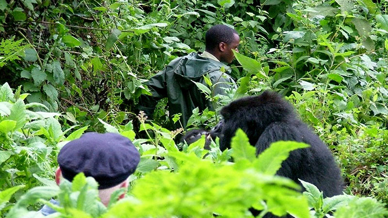 Guide to Gorilla Habituation in Bwindi