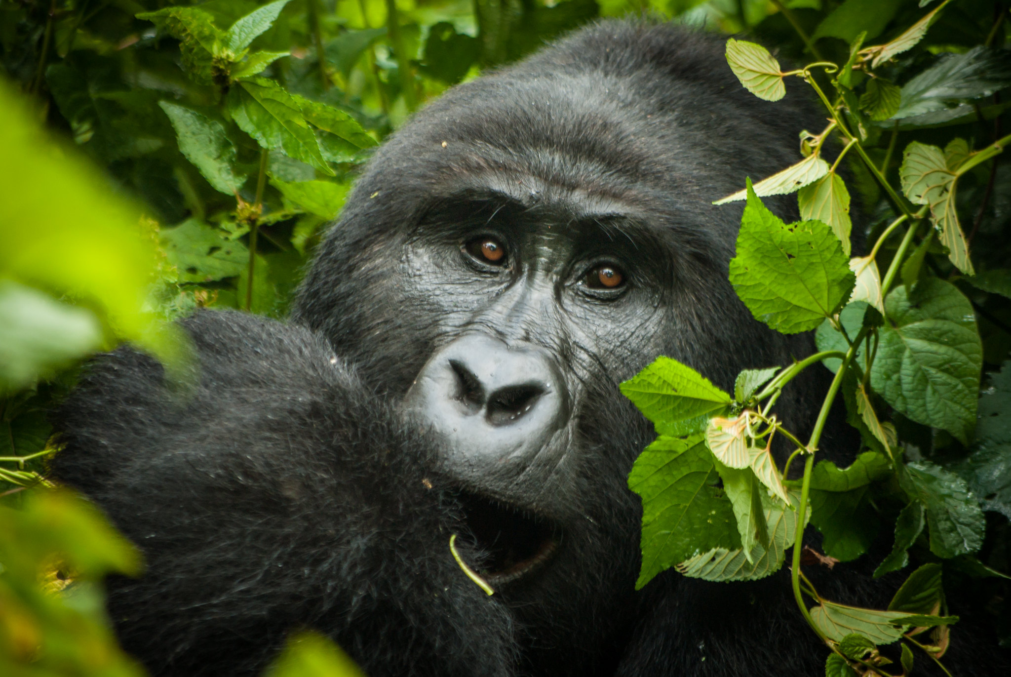 Bwindi Forest National Park