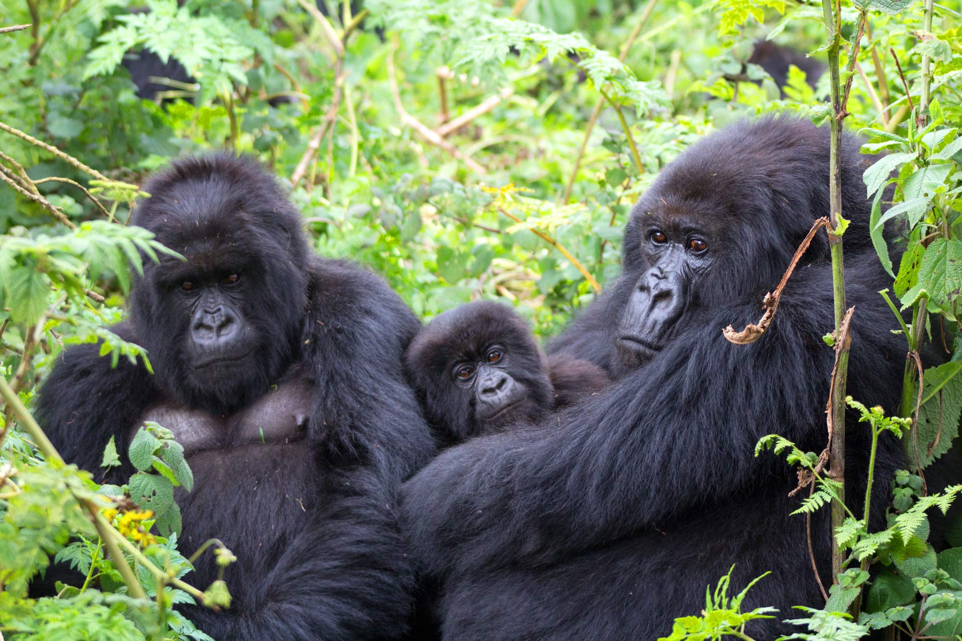 Guide to Gorilla Trekking in Rwanda