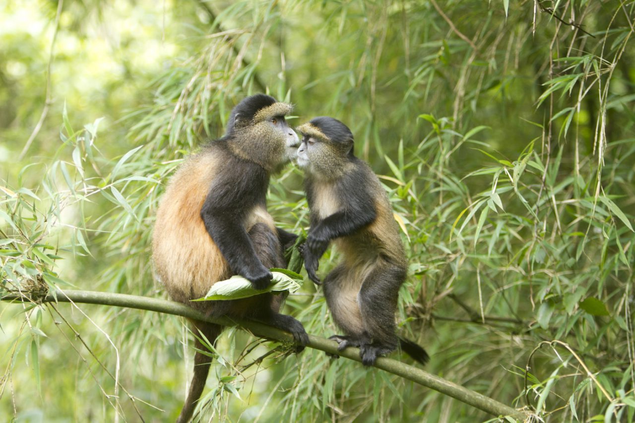 Golden monkey trekking in Uganda and Rwanda